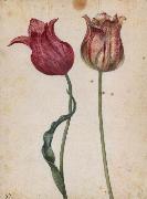 Georg Flegel Two Tulips oil